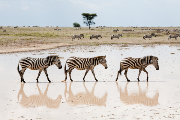  three zebras crossing a river
